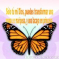 /album/fotogaleria/mariposa-jpg/